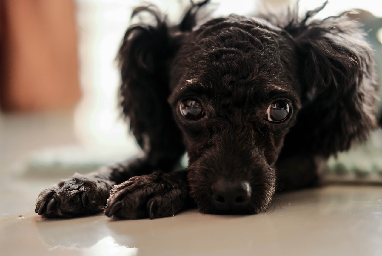 Understanding the Unique Grooming Needs of Poodles